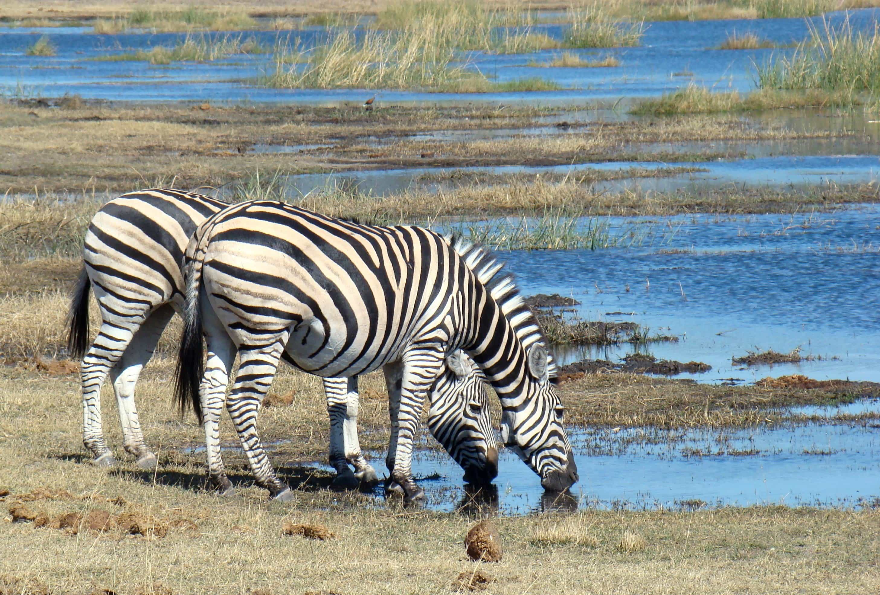 Kruger, Chobe y Victoria  - viaje de   en  Botswana, Sudáfrica